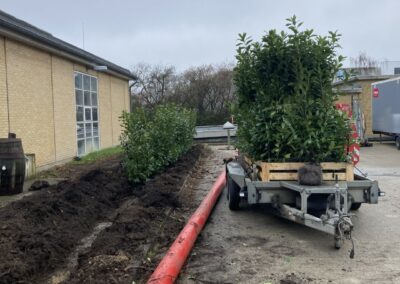 Bortskaffelse af hæk i Helsinge i Nordsjælland